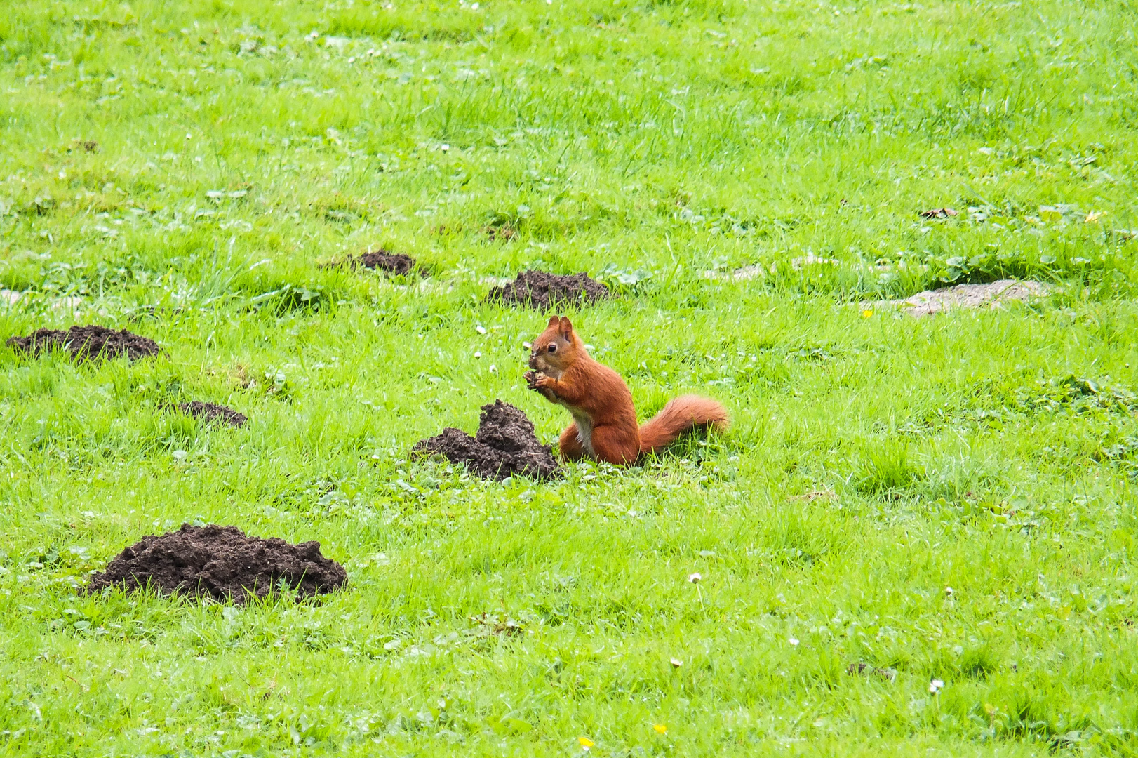 Eichhöhrnchen im Westfalenpark.