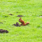 Eichhöhrnchen im Westfalenpark.