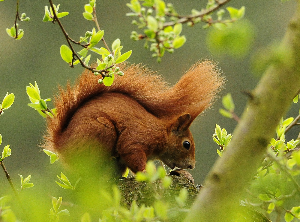 Eichhörchen auf Baum