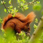 Eichhörchen auf Baum