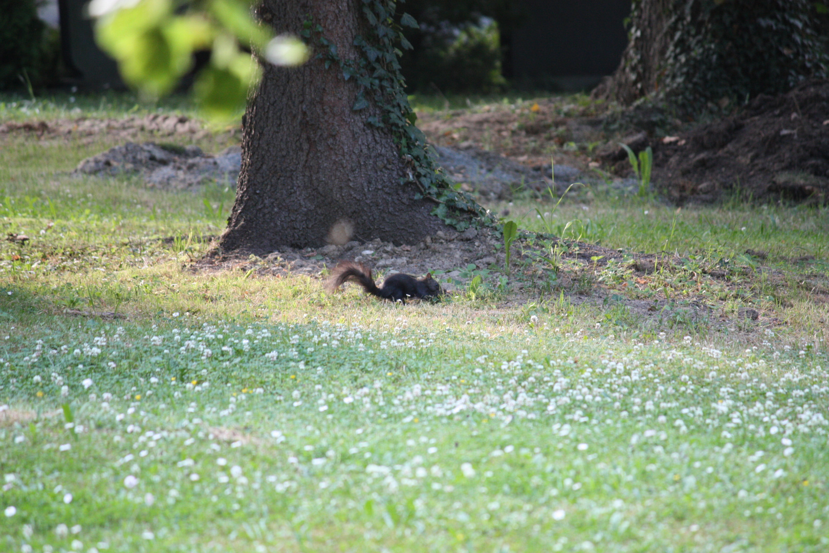 Eichhörchen auf der Frühlingswiese