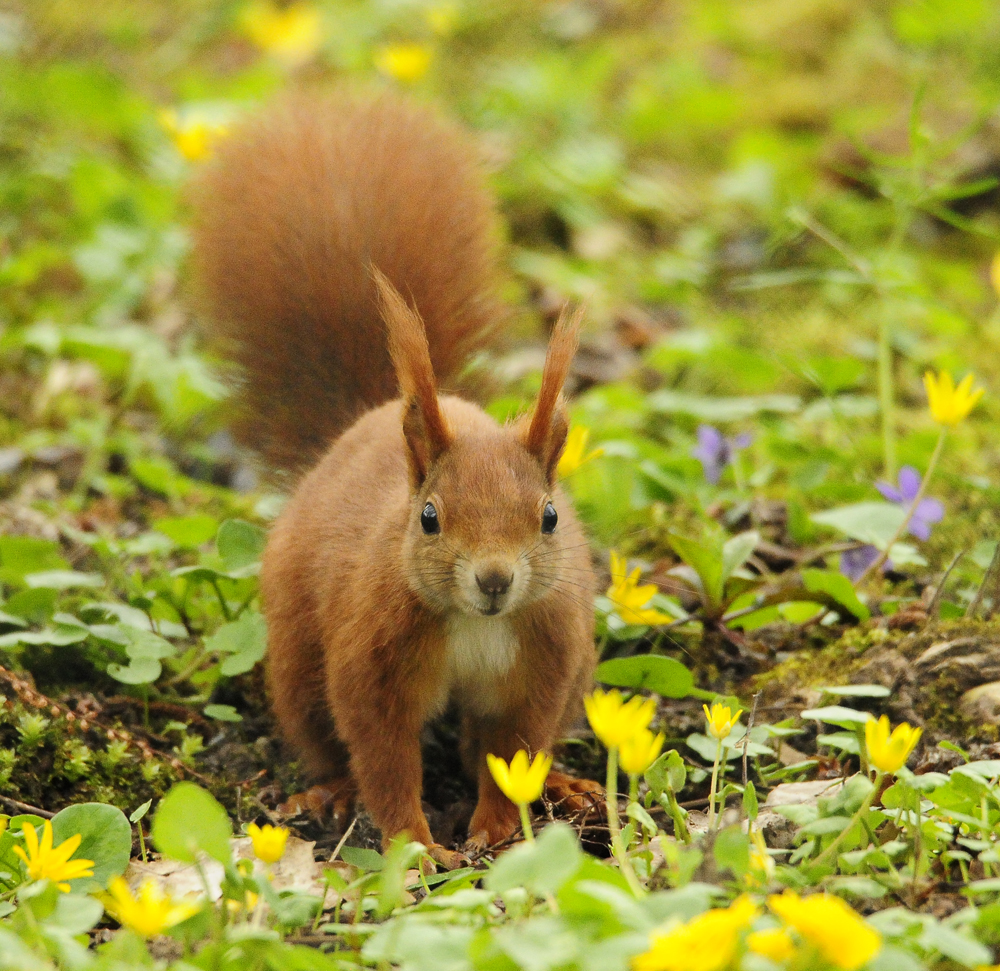 Eichhörchen im Garten