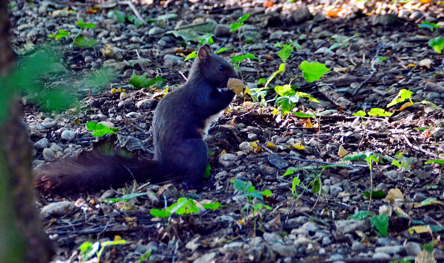 Eichhörchen in Wald