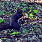 Eichhörchen in Wald