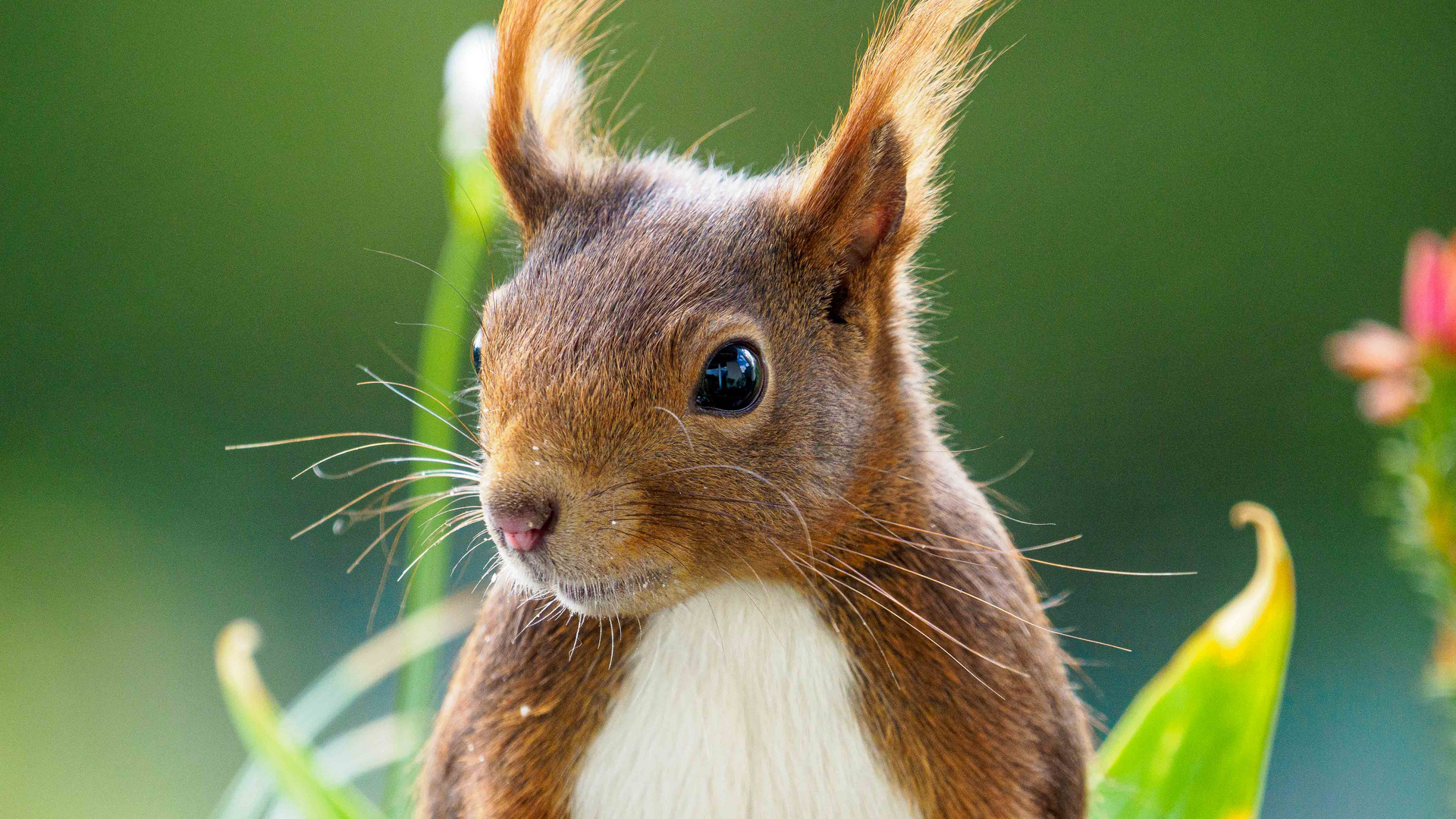 Eichhörchenportrait