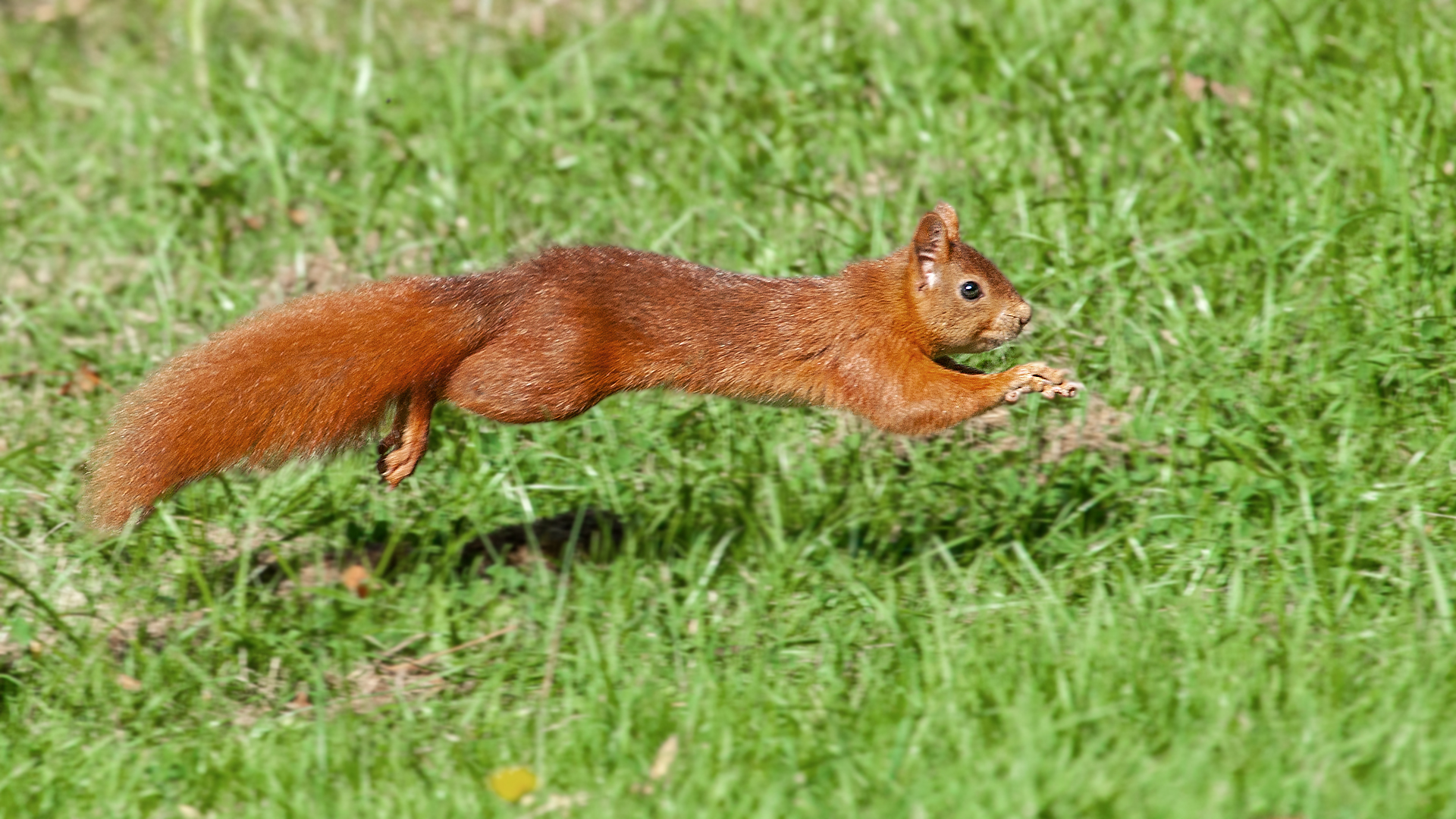 Eichhörnchen 001