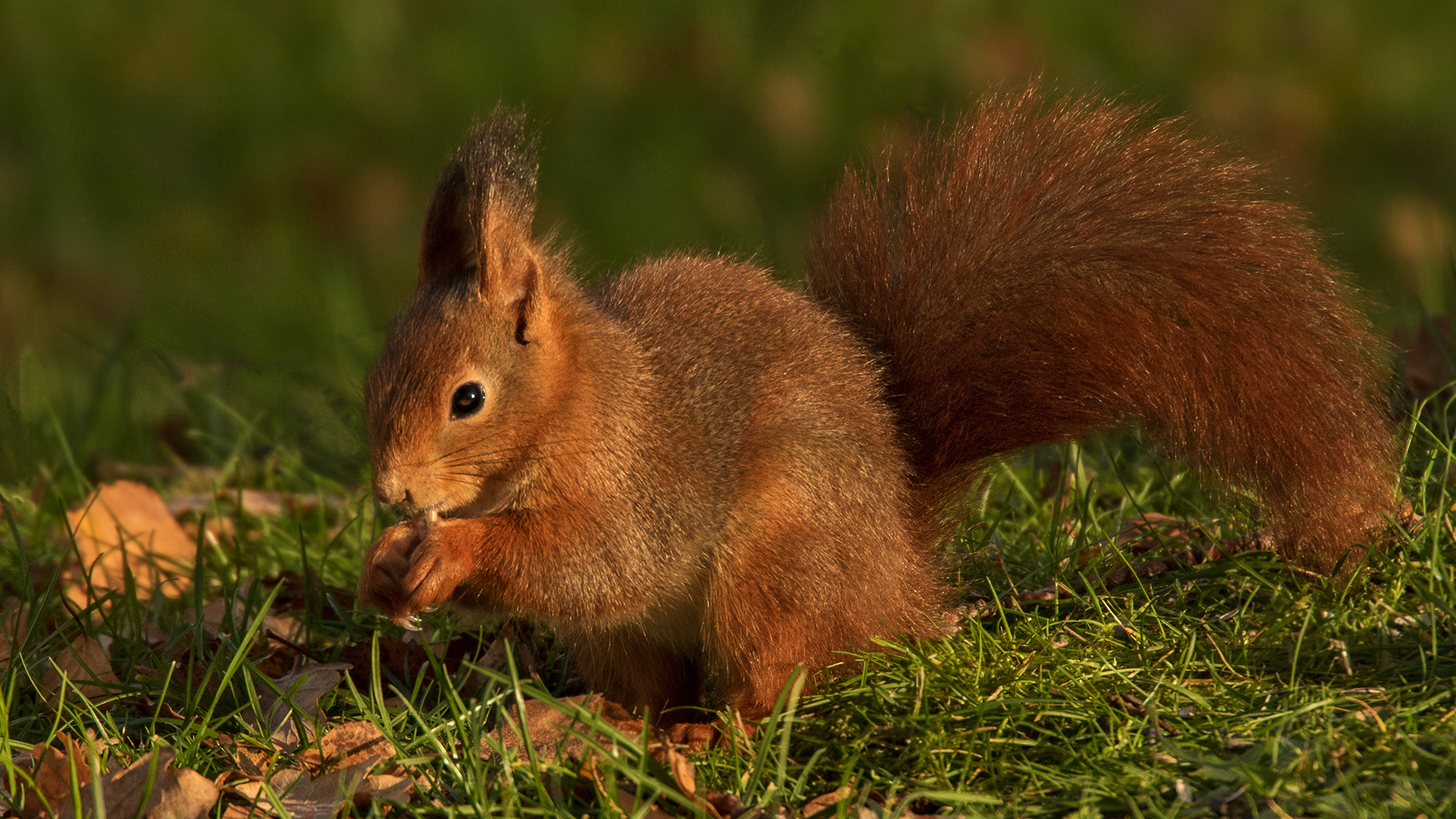 Eichhörnchen 001