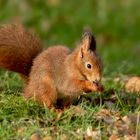 Eichhörnchen 001 