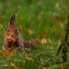 Eichhörnchen 001