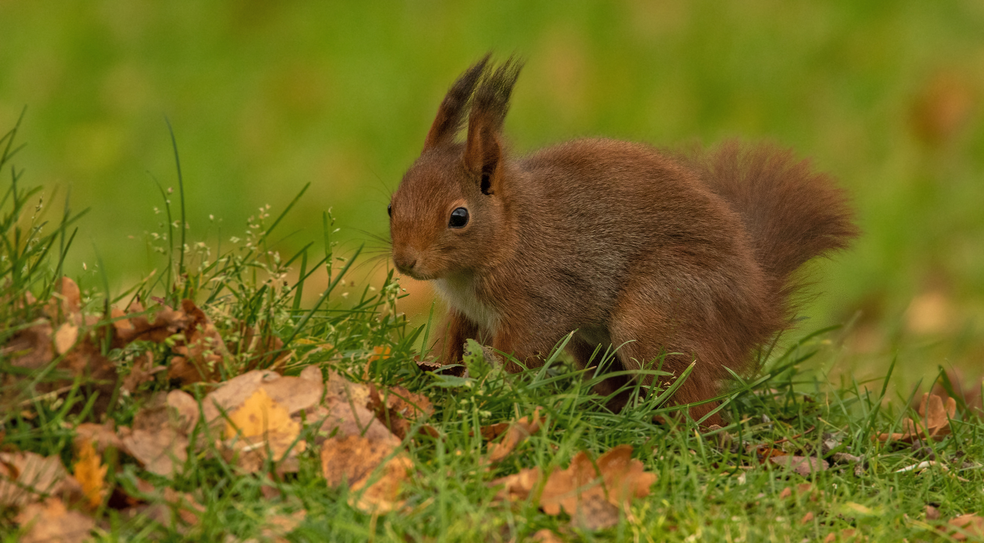 Eichhörnchen 002