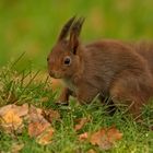 Eichhörnchen 002