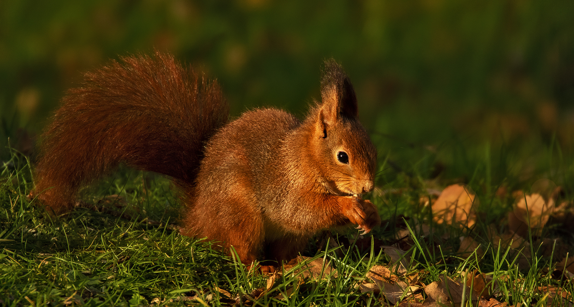 Eichhörnchen 003