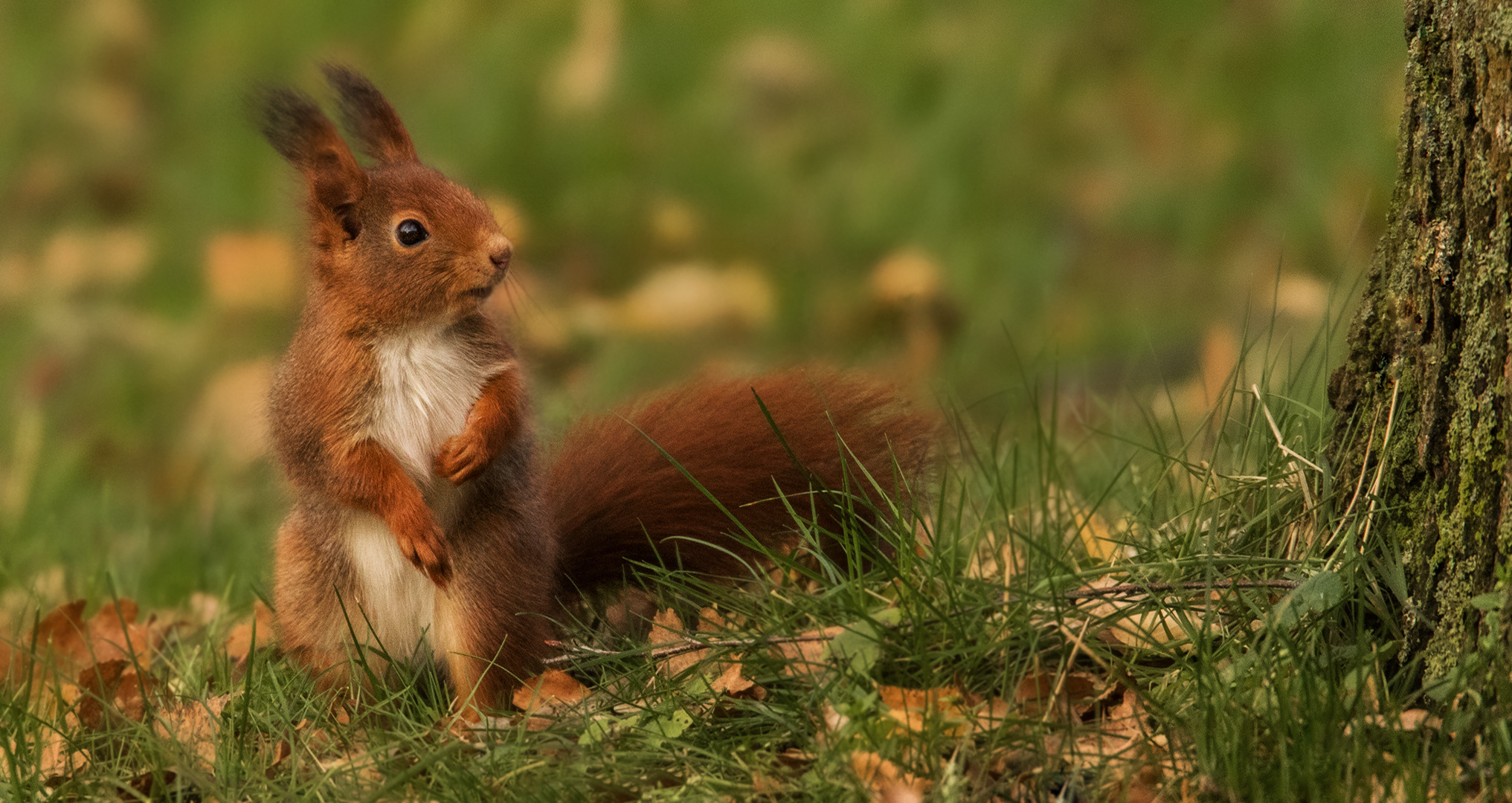 Eichhörnchen 004