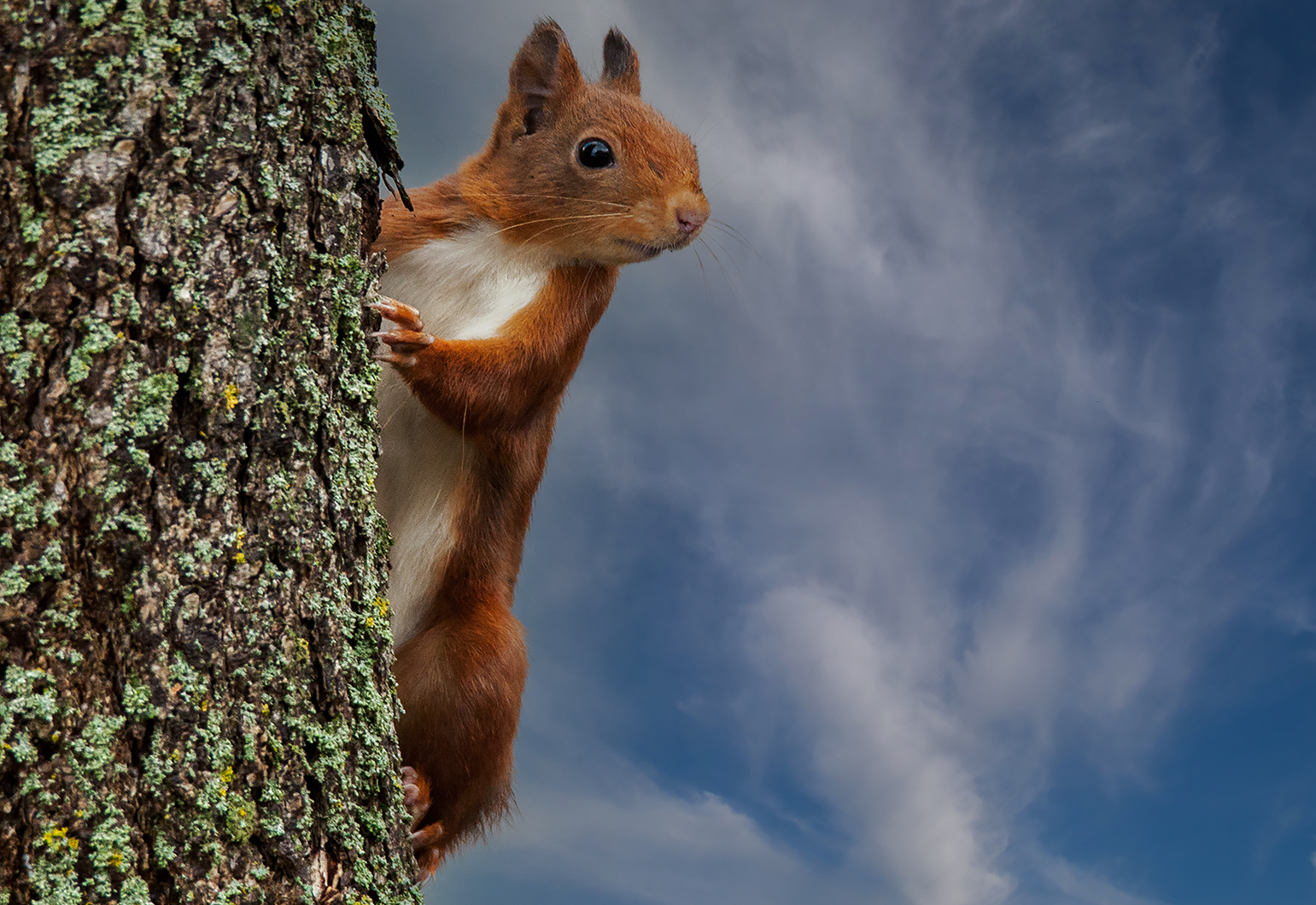 Eichhörnchen 004