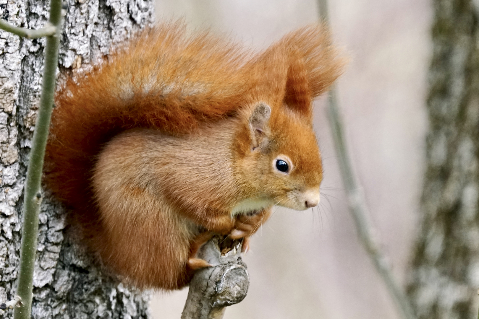 Eichhörnchen