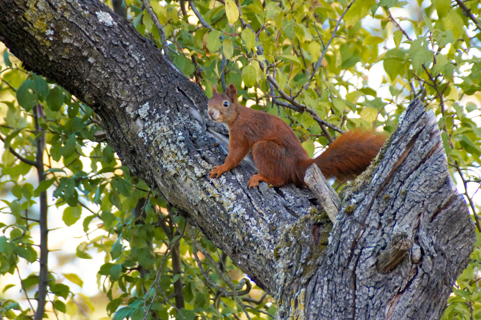 Eichhörnchen