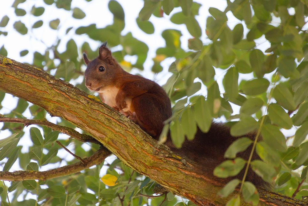 Eichhörnchen