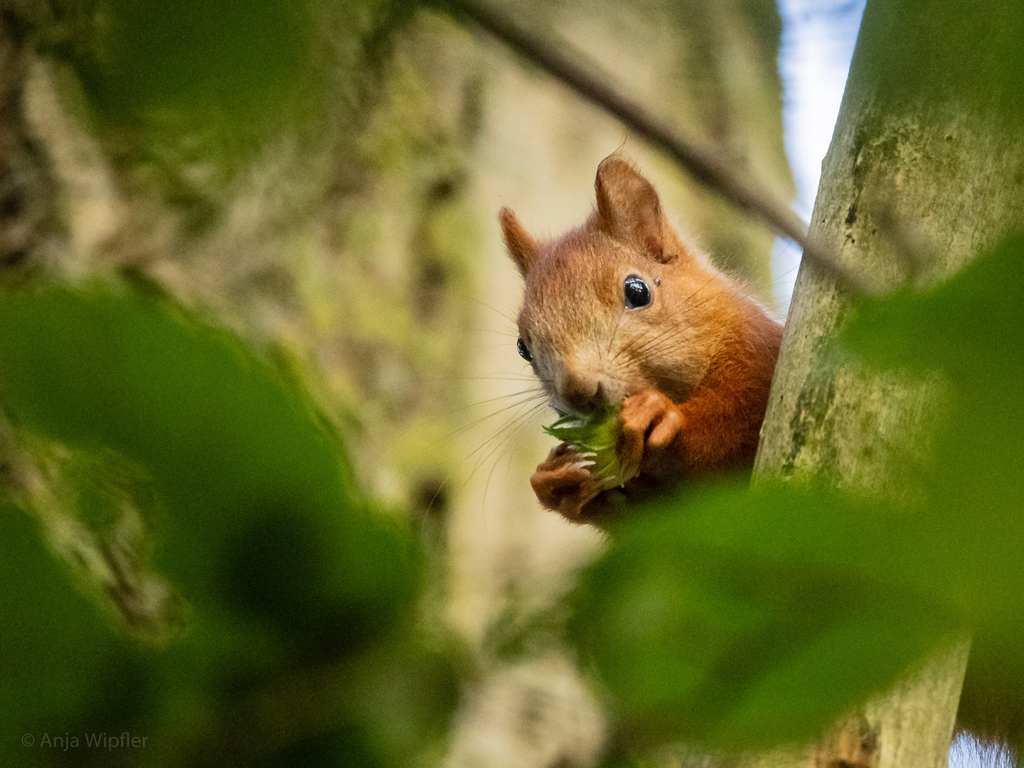 Eichhörnchen