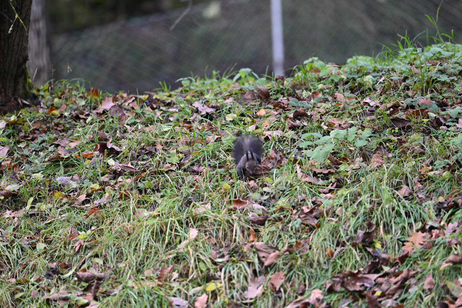 Eichhörnchen 01 17.11.2023 