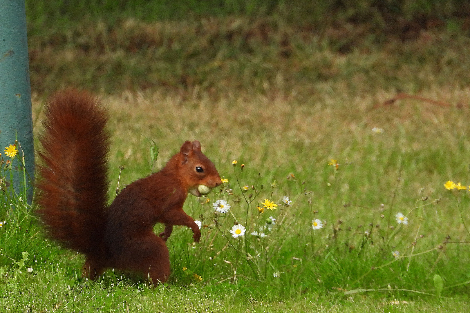 Eichhörnchen 01(100)