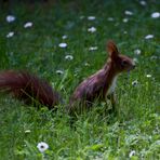 Eichhörnchen 