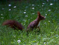 Eichhörnchen 