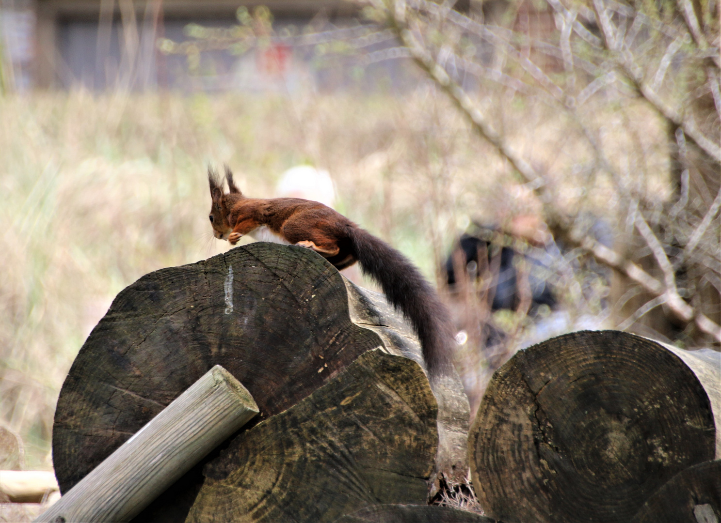 Eichhörnchen