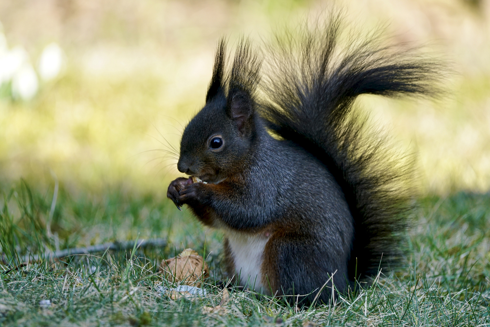 Eichhörnchen