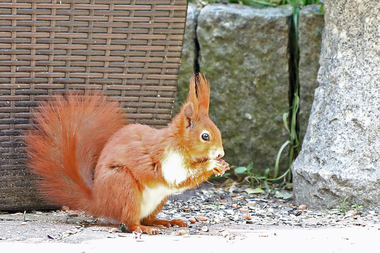 Eichhörnchen