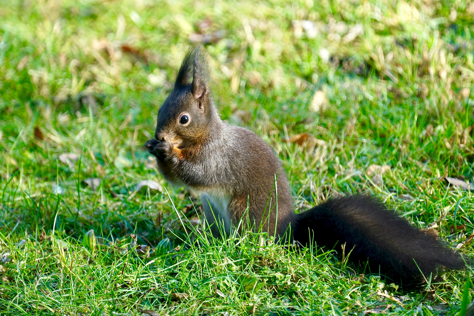 Eichhörnchen