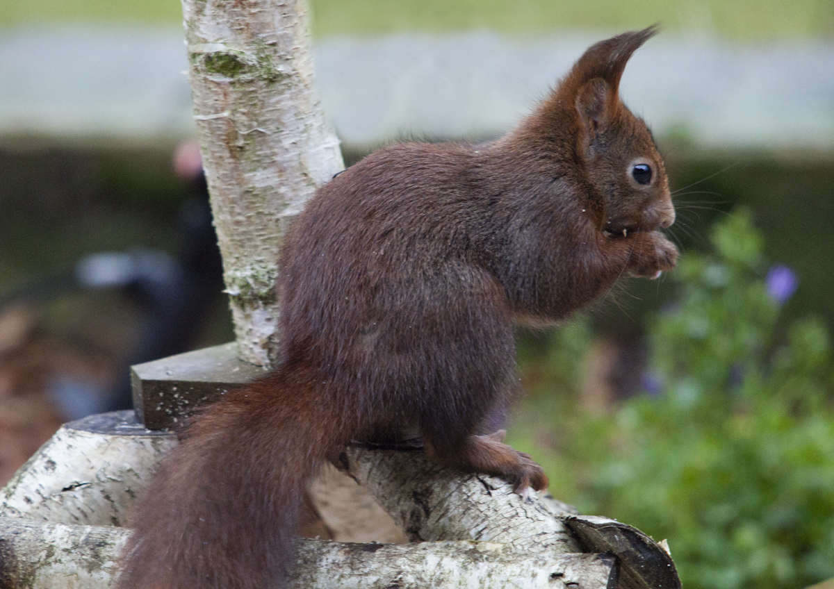 Eichhörnchen