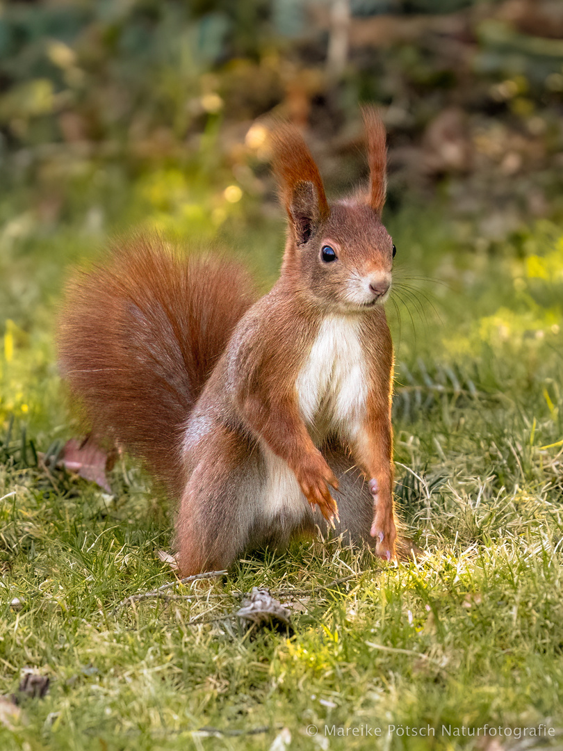 Eichhörnchen