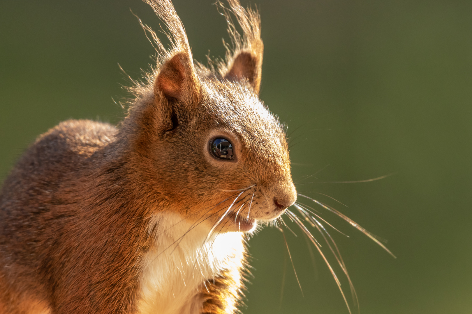 Eichhörnchen 02 Foto & Bild | tiere, tierdetails, eichhörnchen Bilder