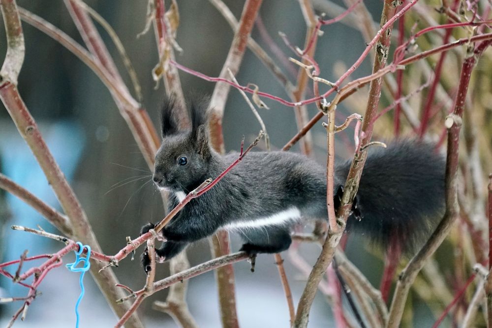 Eichhörnchen...