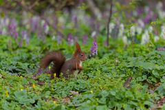 Eichhörnchen 