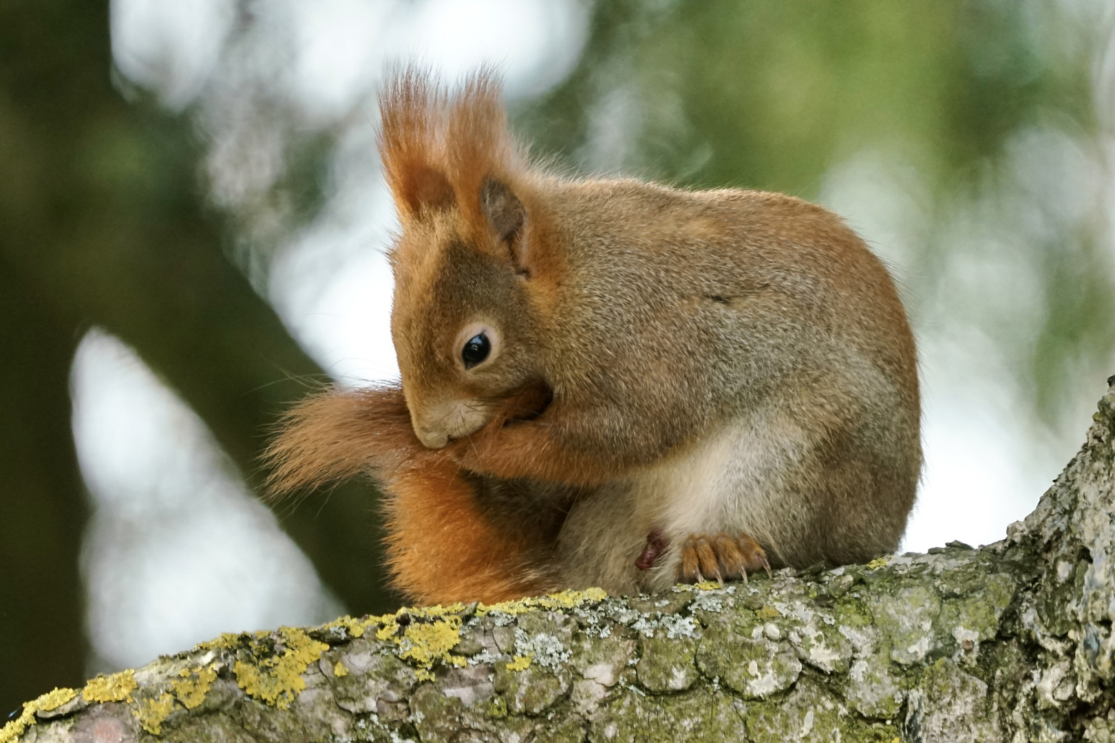 Eichhörnchen