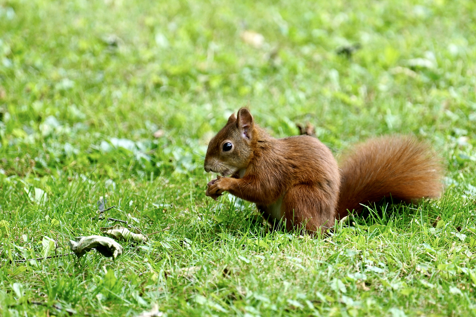 Eichhörnchen