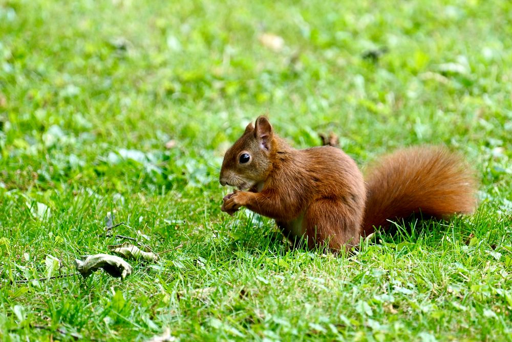 Eichhörnchen