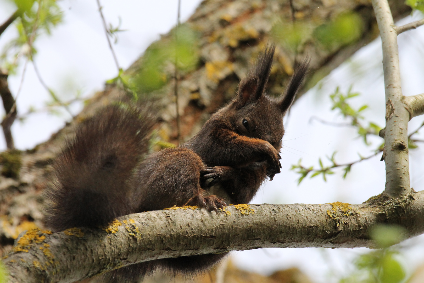 Eichhörnchen