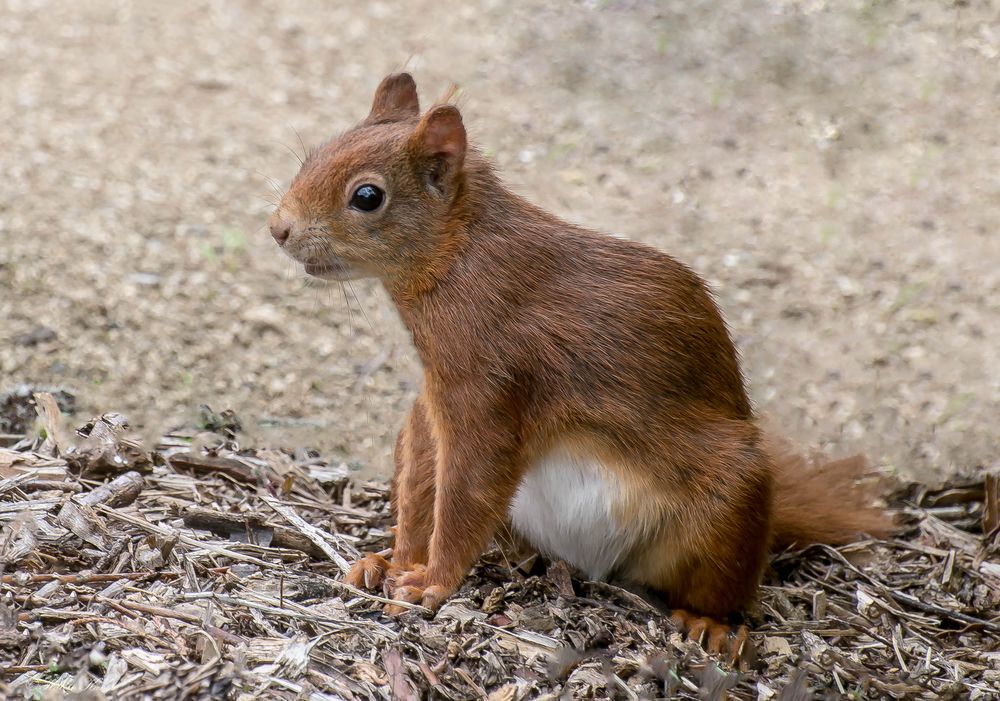 Eichhörnchen 03