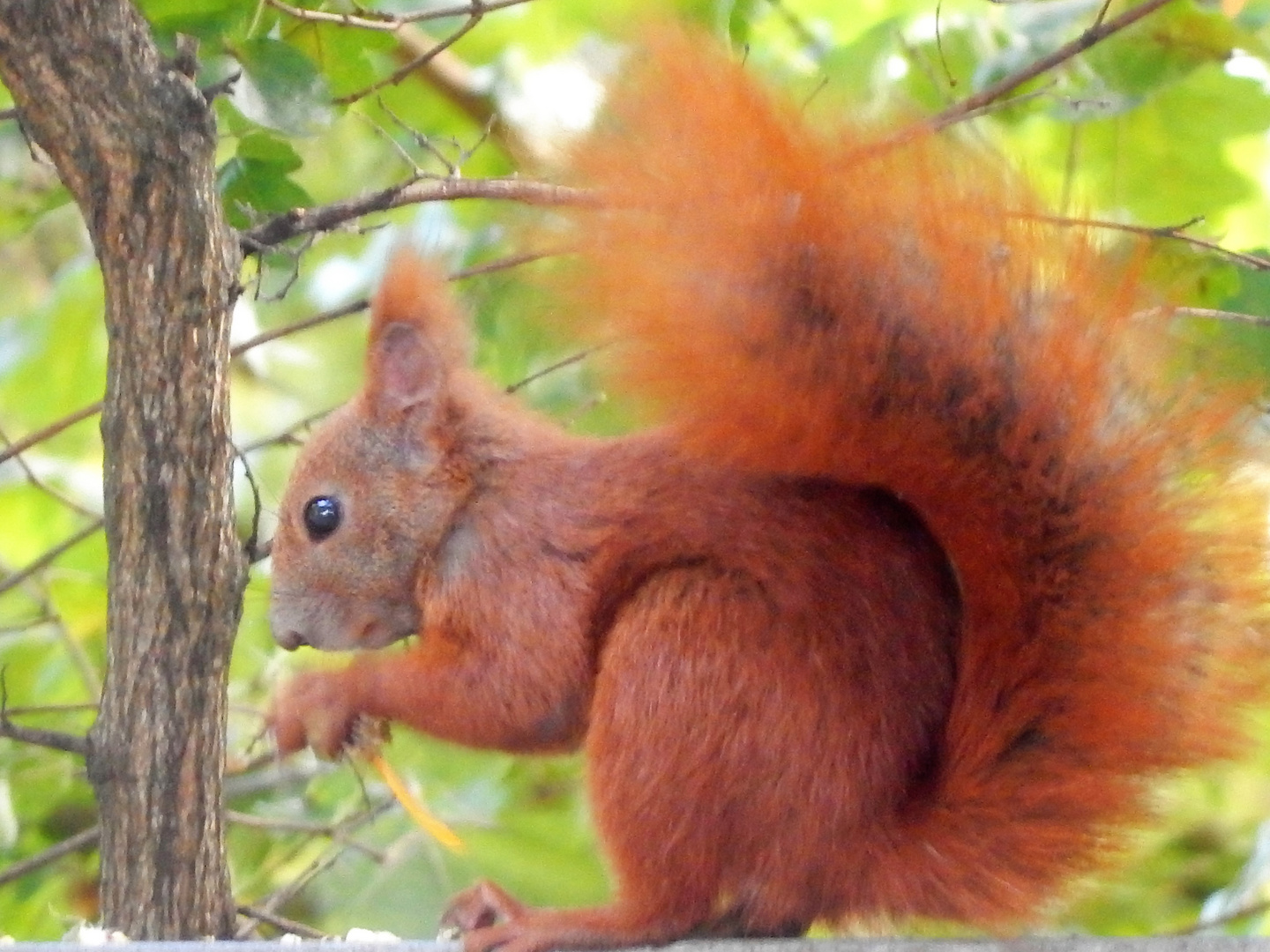 Eichhörnchen