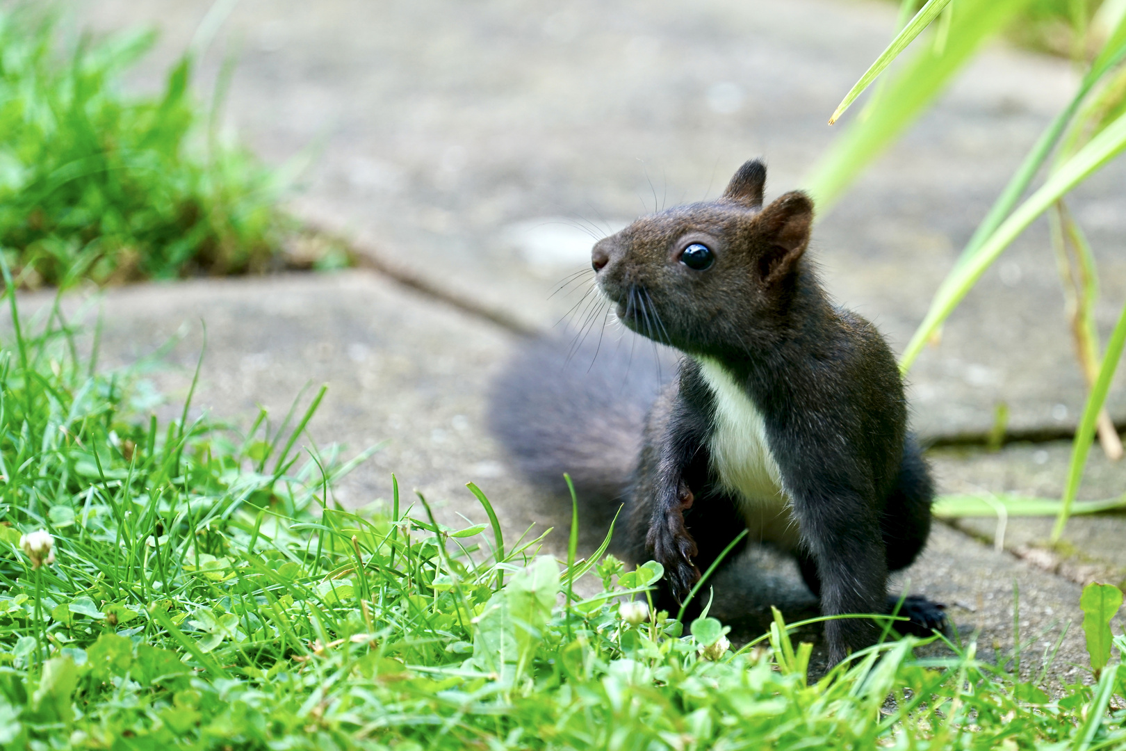 Eichhörnchen