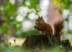 Eichhörnchen