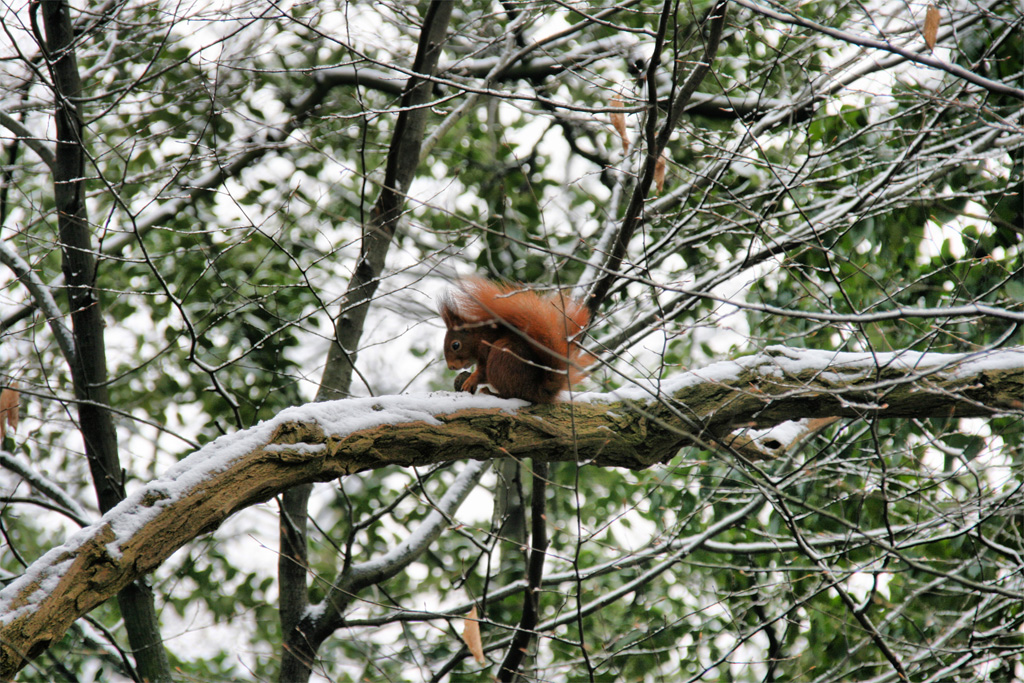 Eichhörnchen