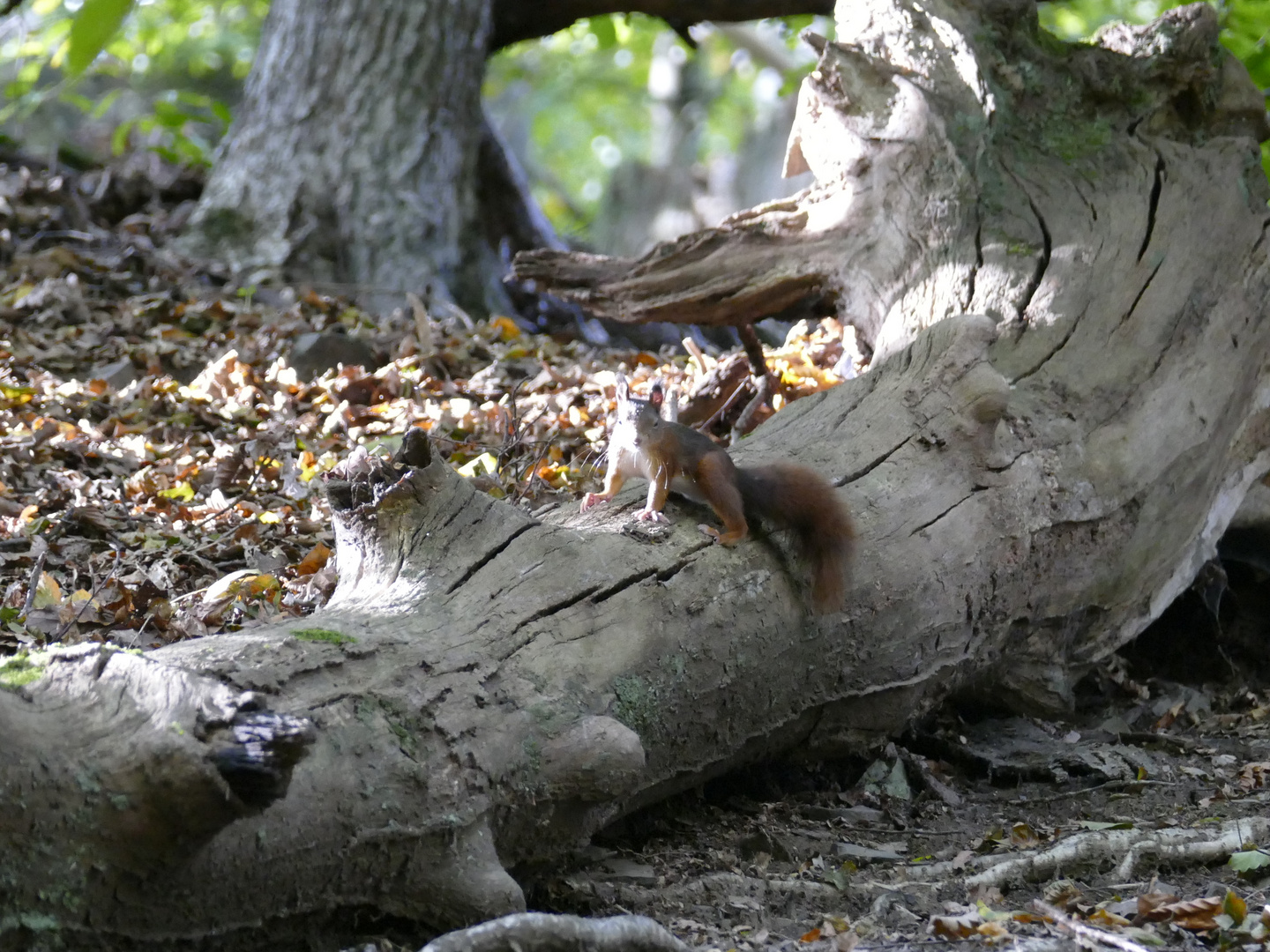 Eichhörnchen