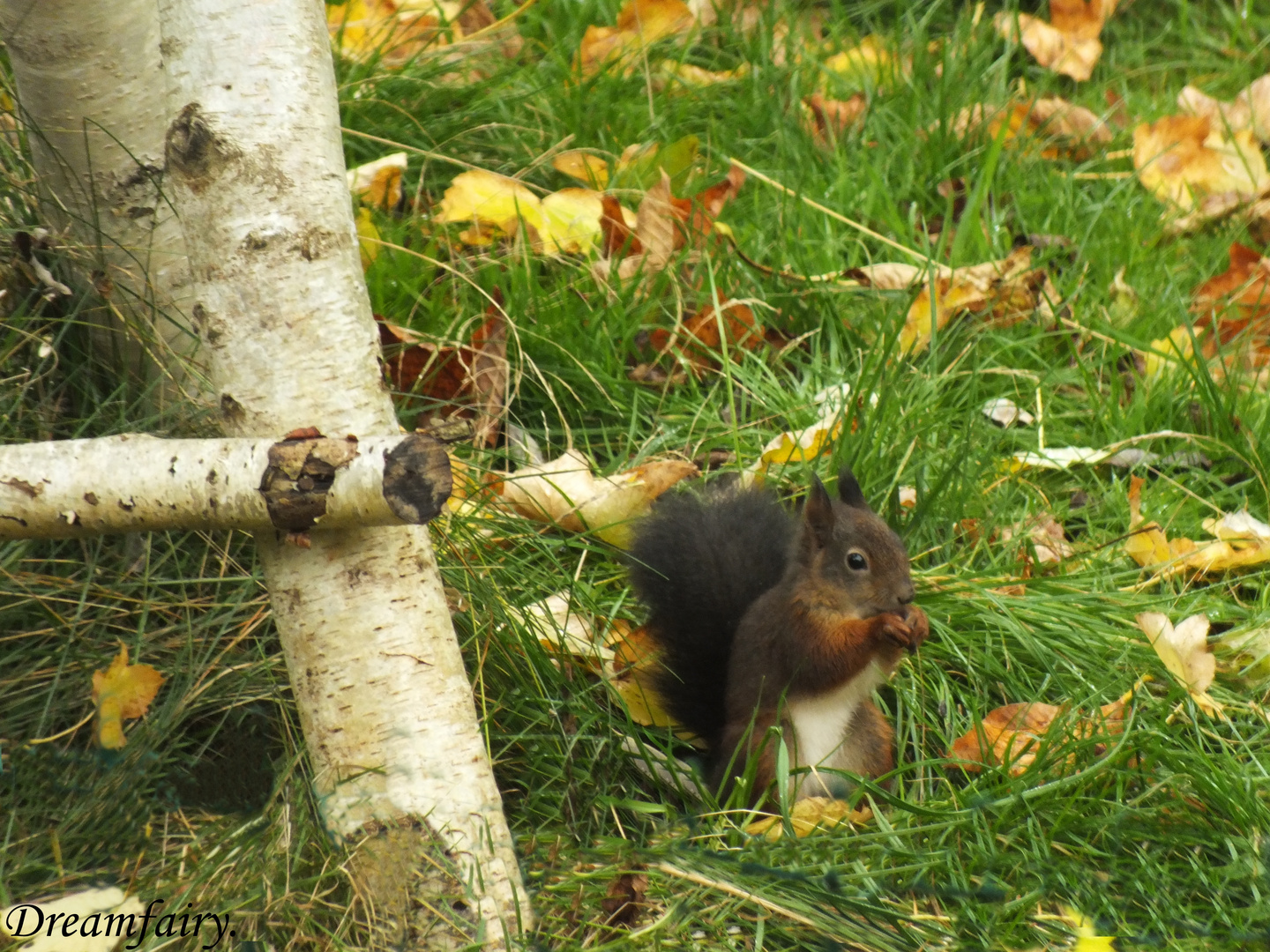 Eichhörnchen.