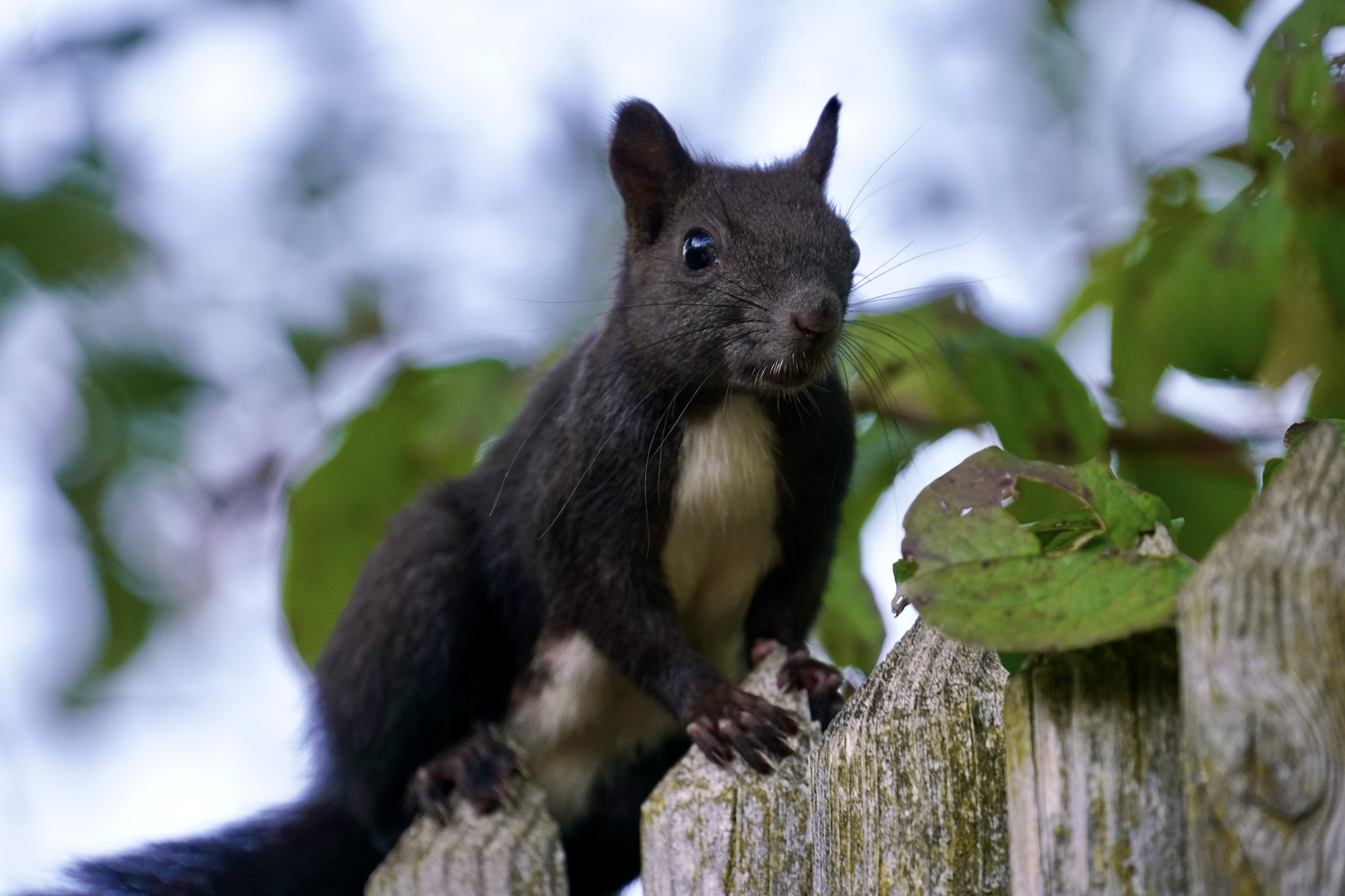 Eichhörnchen