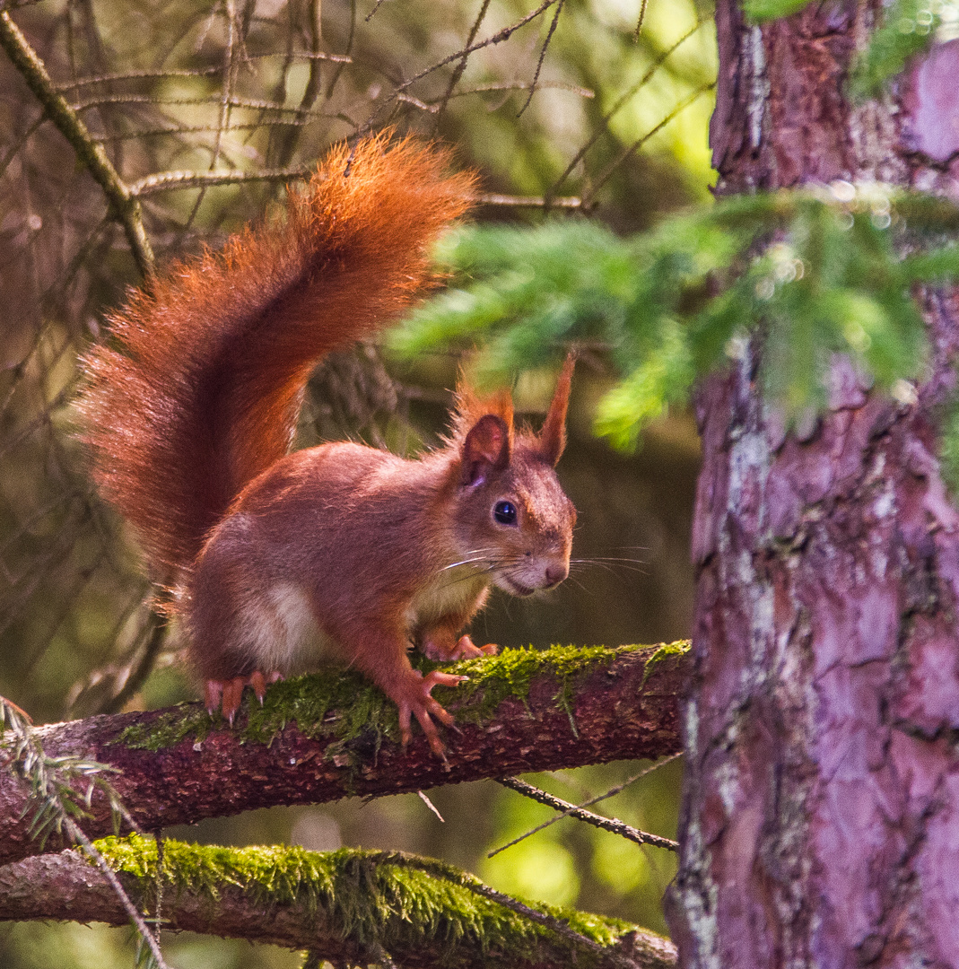 Eichhörnchen