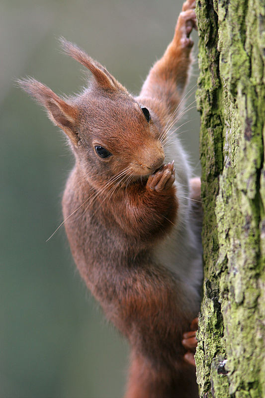 Eichhörnchen