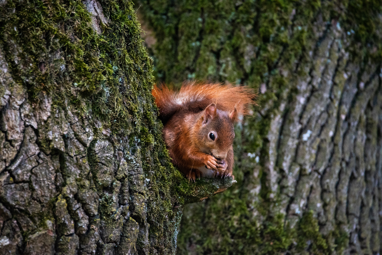 Eichhörnchen